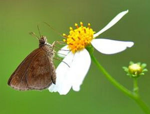 醃翅弄蝶 醃翅弄蝶