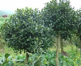 貢山冬青 貢山冬青