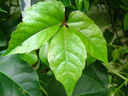 異葉地錦 異葉地錦