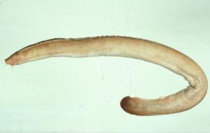 弗氏黏盲鰻 弗氏黏盲鰻