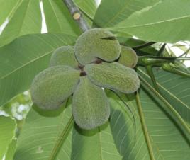 家麻樹[家麻樹]