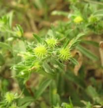 單果鶴虱亞組 單果鶴虱亞組