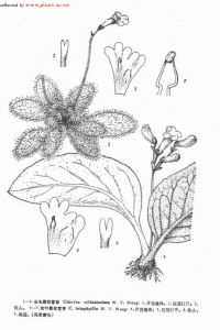 光葉唇柱苣苔 光葉唇柱苣苔