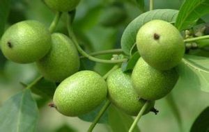 遼寧10號 遼寧10號