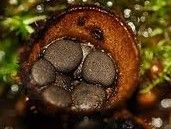 紊亂黑蛋巢菌 紊亂黑蛋巢菌