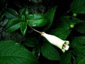 黃花吊石苣苔 黃花吊石苣苔