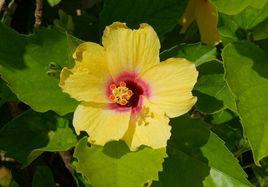 呼拉圈少女 呼拉圈少女