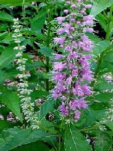 細穗密花香薷 細穗密花香薷