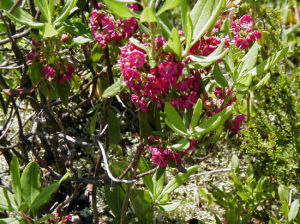 狹葉山月桂 狹葉山月桂