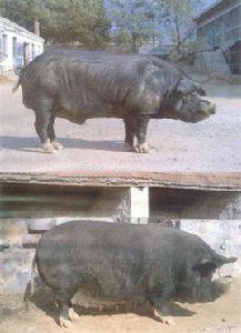 新金豬新金系 新金豬新金系