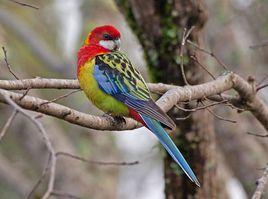 東部玫瑰鸚鵡 東部玫瑰鸚鵡