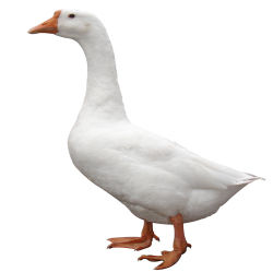 廣豐白翎鵝 廣豐白翎鵝