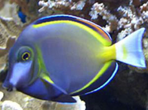 七彩倒吊 七彩倒吊