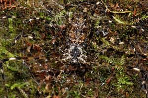 古篩器蛛科 古篩器蛛科