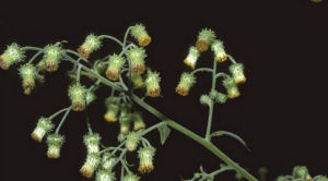 密花艾納香 密花艾納香