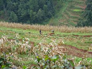 依沙拉么村-耕地