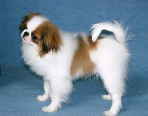 英國玩具獵鷸犬