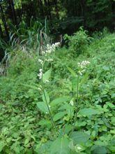 劉寄奴[菊科植物]