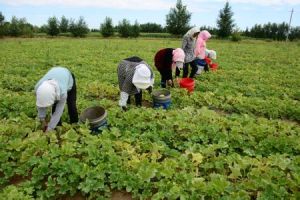 白音套海蘇木 白音套海蘇木