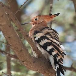 戴勝埃及亞種 戴勝埃及亞種