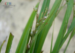 二花珍珠茅 二花珍珠茅
