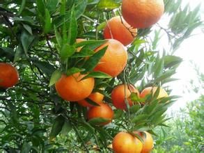 金堂紅桔 金堂紅桔