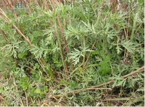 密毛蒙古蒿 密毛蒙古蒿