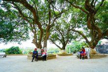 古荔枝樹下好乘涼