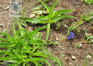 全萼秦艽 全萼秦艽