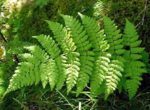 貢山肋毛蕨 貢山肋毛蕨