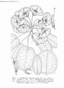 心基杜鵑 心基杜鵑