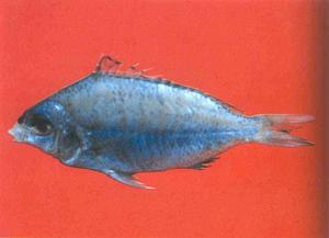 短棘銀鱸 短棘銀鱸