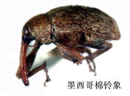 象態橡栗象 象態橡栗象