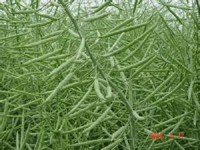 華皖油3號 華皖油3號