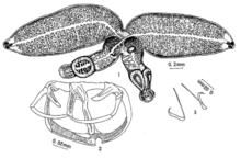 鯇華雙身蟲 鯇華雙身蟲