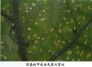 茄蚤跳甲 茄蚤跳甲