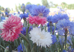 （圖）香矢車菊
