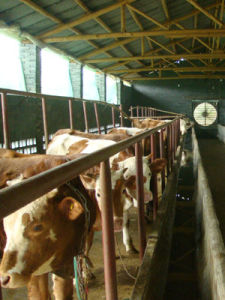 山東牛羊養殖合作社 山東牛羊養殖合作社