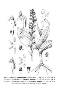 長粘盤舌唇蘭 長粘盤舌唇蘭