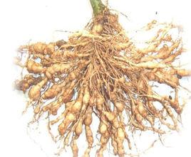 辣椒根線蟲 辣椒根線蟲