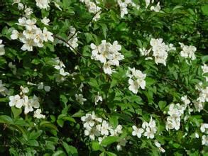 貴陽山礬 貴陽山礬