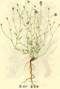 藍花參屬 藍花參屬