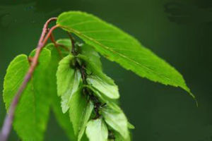 貴州鵝耳櫪 貴州鵝耳櫪