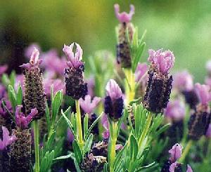 西班牙薰衣草 西班牙薰衣草