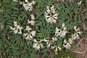 粗毛黃耆 粗毛黃耆