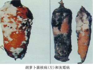 胡蘿蔔菌核病