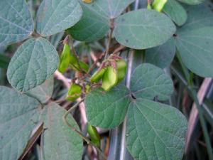 蔓草蟲豆（莢果）