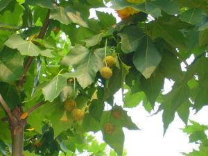 一球懸鈴木 一球懸鈴木