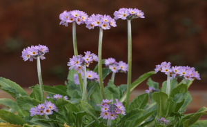 滇海水仙花 滇海水仙花