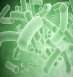 群體感應 群體感應